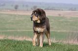 DOGUE DU TIBET 315